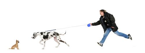 Dog pulling on lead