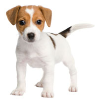 Puppy standing