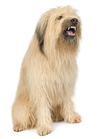 Dog growling